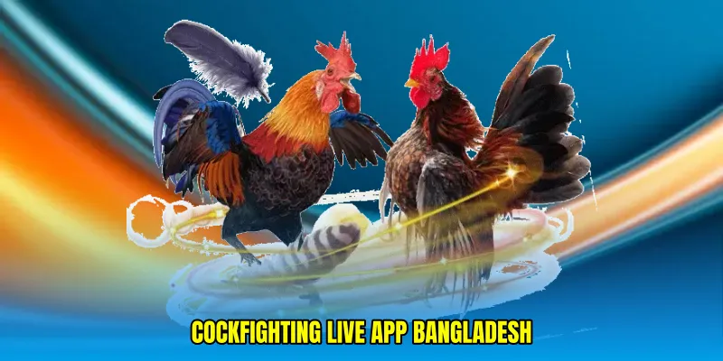 cockfighting live app Bangladesh
