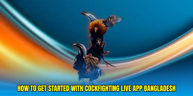 How to Get Started with Cockfighting live app Bangladesh